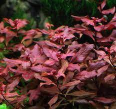 Ludwigia rubin variegated İTHAL BUKET