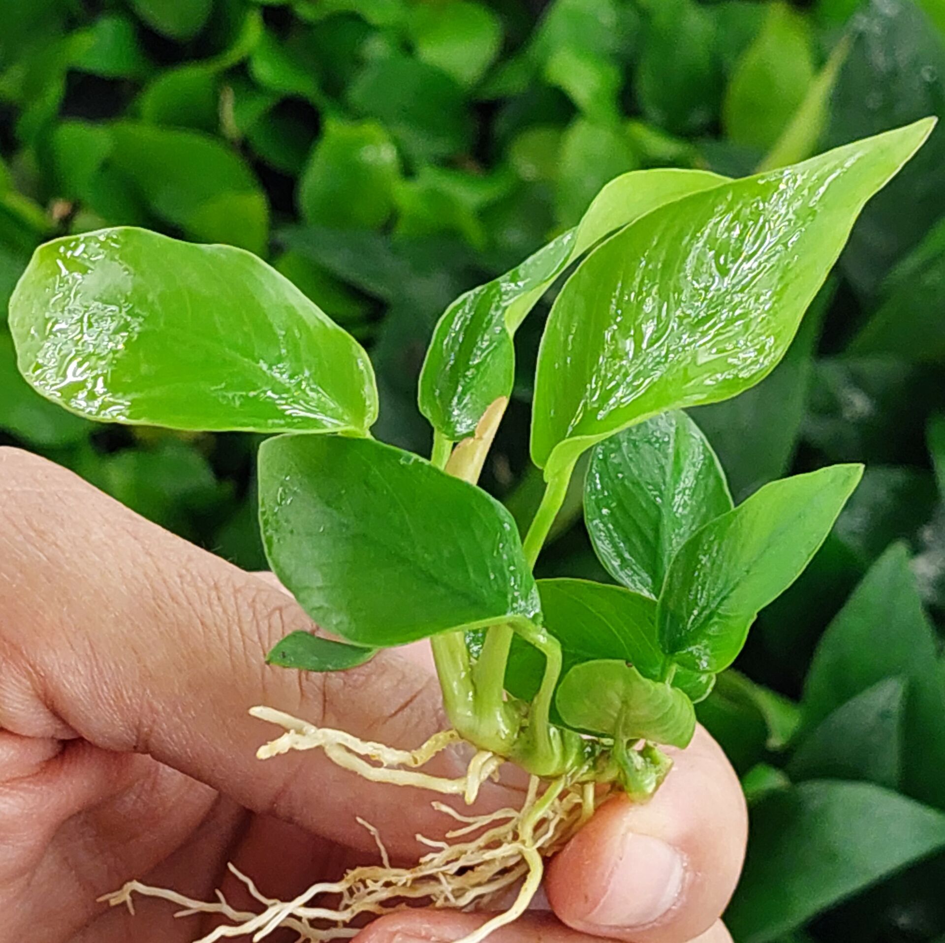 Anubias golden İTHAL ADET - TAYLAND ÖN SİPARİŞ