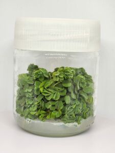 Salvinia auriculata IN VITRO JAR (KAVANOZ)