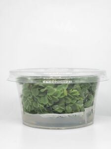 Salvinia auriculata IN VITRO CUP