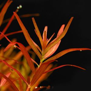 Rotala BLOOD RED İTHAL BUKET