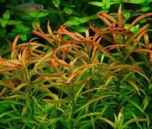 Rotala RED CROSS İTHAL BUKET