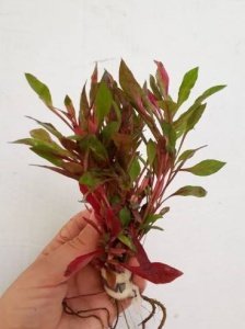 Alternanthera bettzickiana red ADET İTHAL