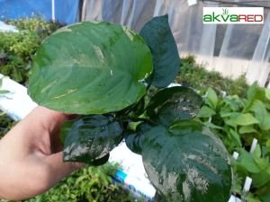 Anubias barteri broad leaf İTHAL ADET - APC TAYLAND ÖN SİPARİŞ