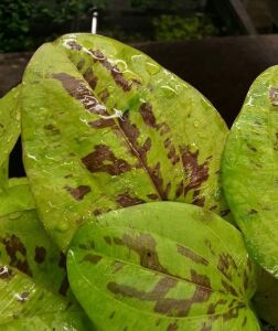 Echinodorus yellow sun İTHAL ADET - TAYLAND ÖN SİPARİŞ