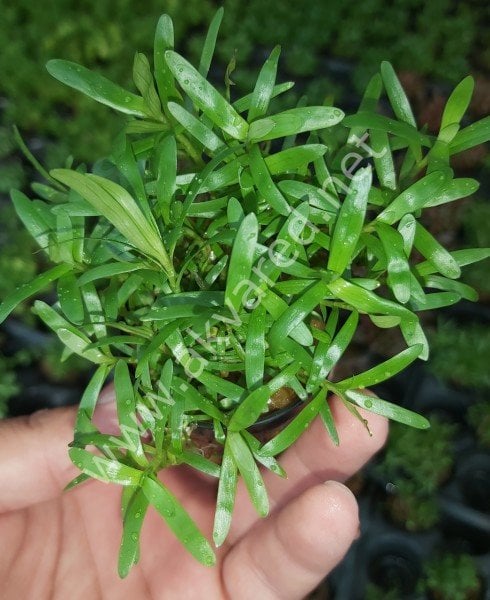 Heteranthera zosterifolia SAKSI
