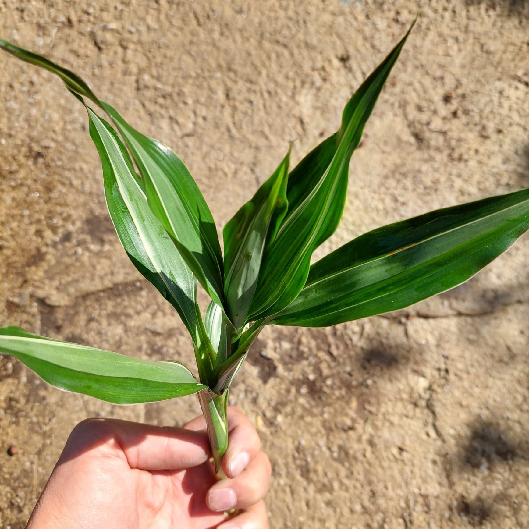 Dracaena deremensis İTHAL BUKET