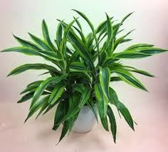 Dracaena deremensis striped İTHAL BUKET