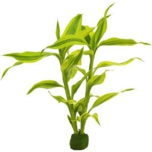 Dracaena sanderiana İTHAL BUKET