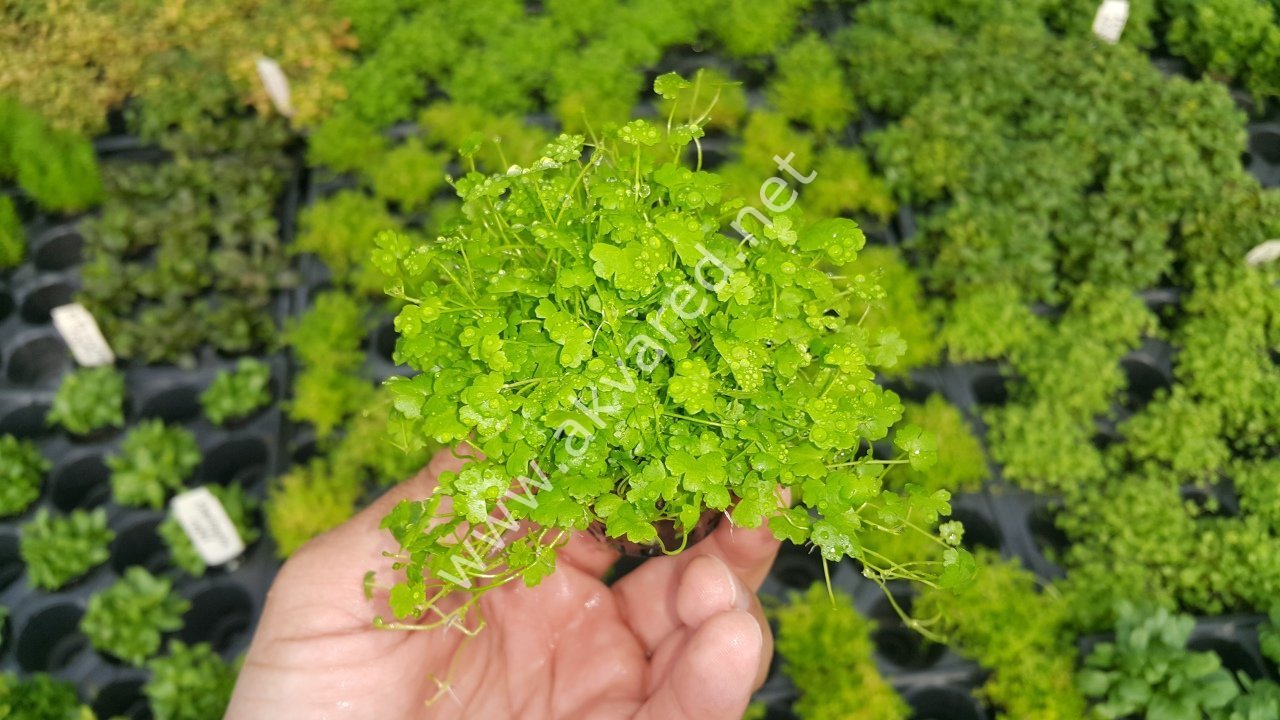 Hydrocotyle tripartita / sp. Japan SAKSI