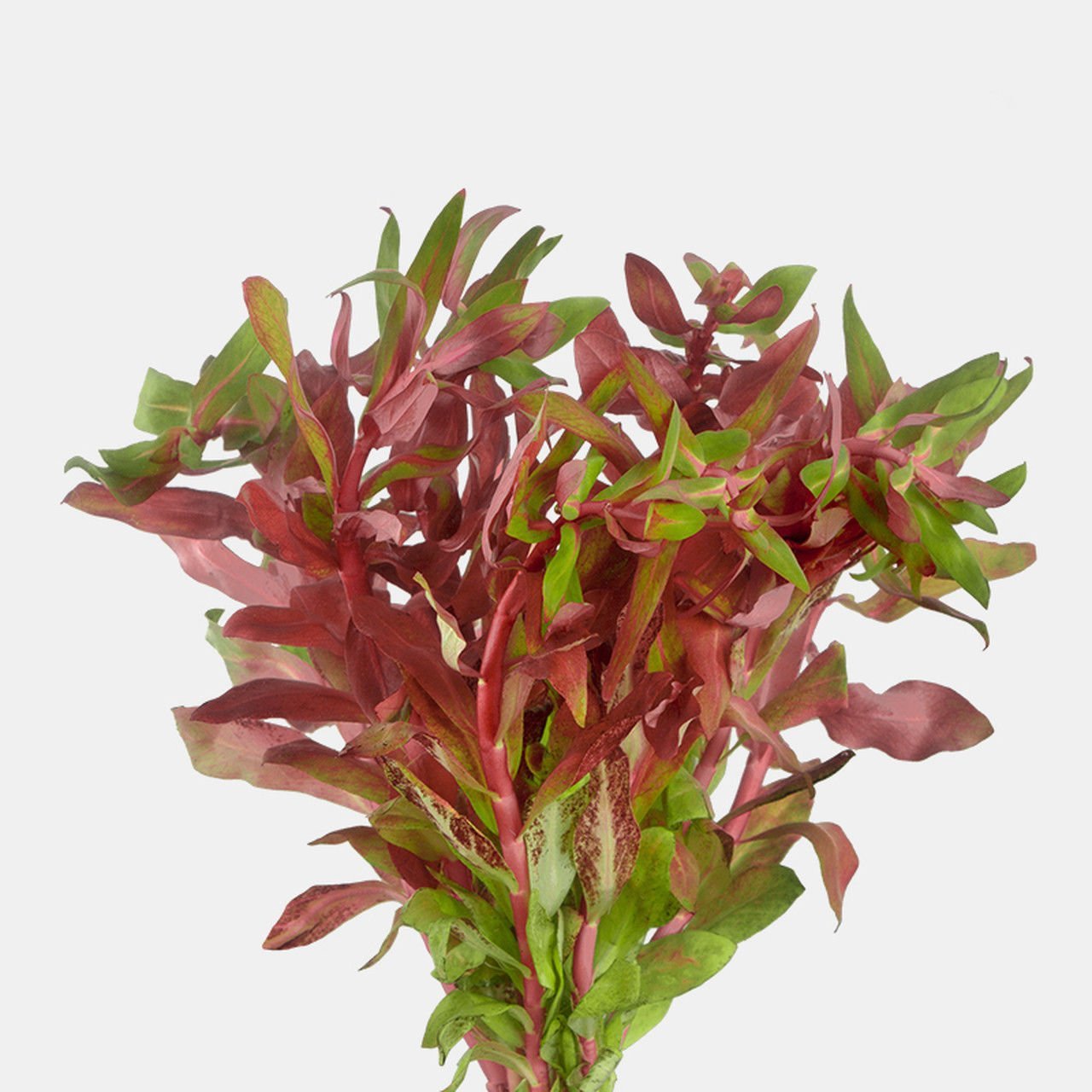 Ludwigia senegalensis İTHAL BUKET