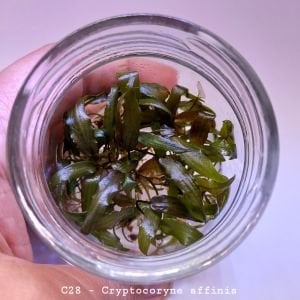 Cryptocoryne affinis ADET EXVITRO