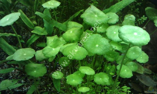 Hydrocotyle verticillata İTHAL BUKET