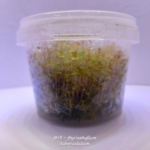 Myriophyllum tuberculatum IN VITRO CUP