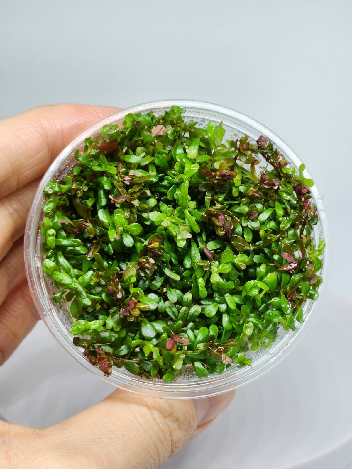 Rotala orange juice  IN VITRO CUP