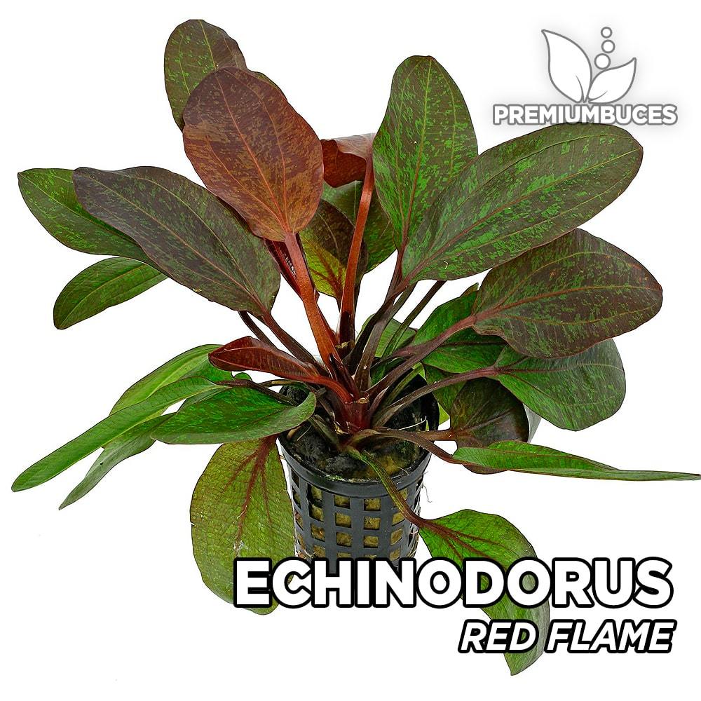 Echinodorus red flame İTHAL ADET - TAYLAND ÖN SİPARİŞ