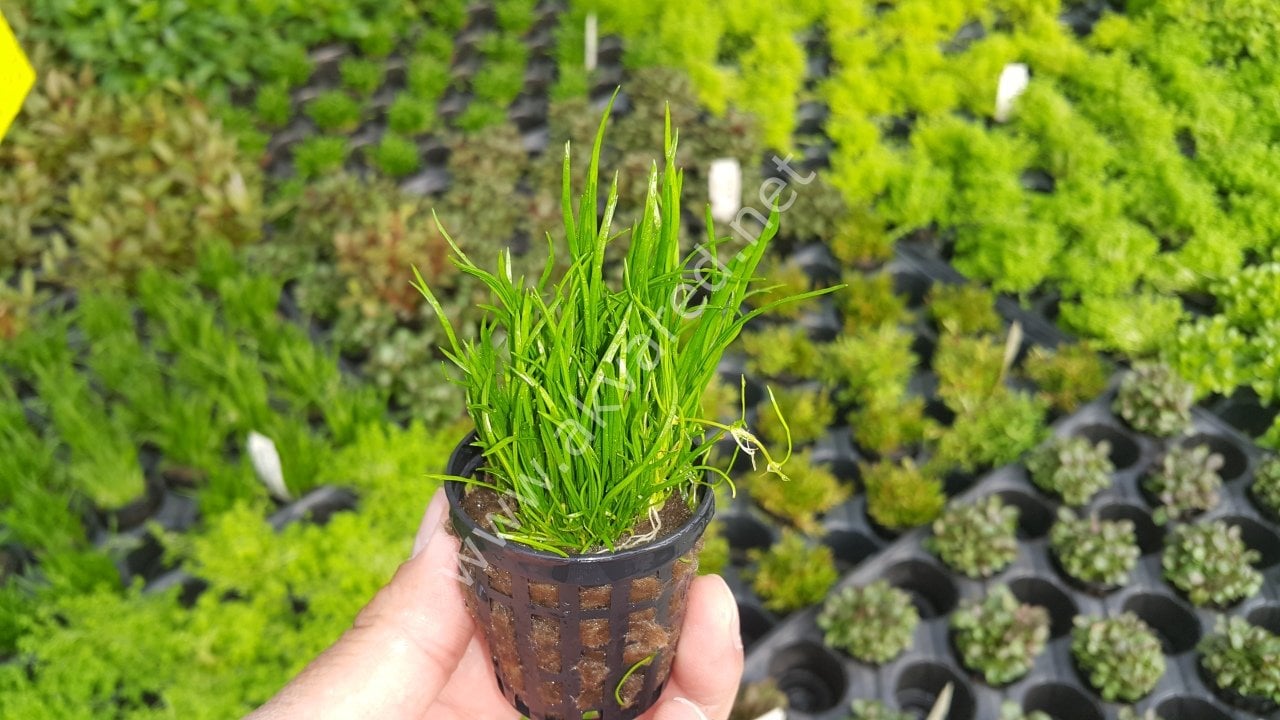 Lilaeopsis mauritiana ADET EXVITRO