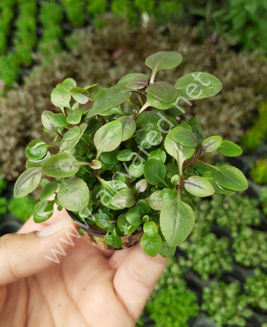 Lobelia cardinalis mini SAKSI