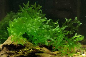 Lomariopsis lineata / Pellia Roundleaf Moss 5 gr - İTHAL