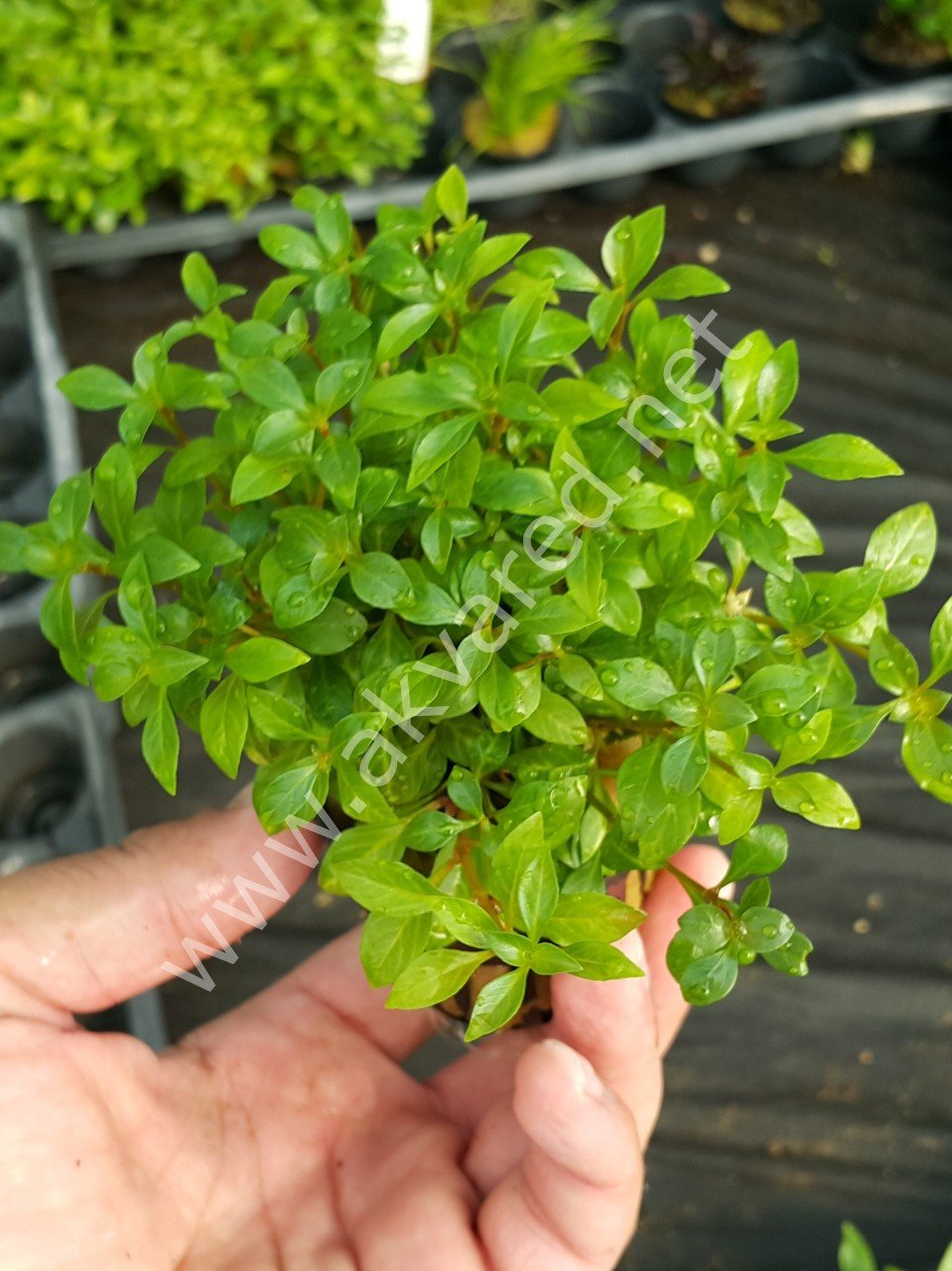 Ludwigia green SAKSI