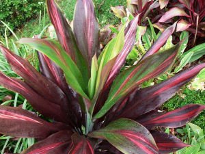 Cordyline red edge İTHAL ADET
