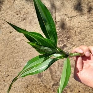 Dracaena variegatus ADET İTHAL