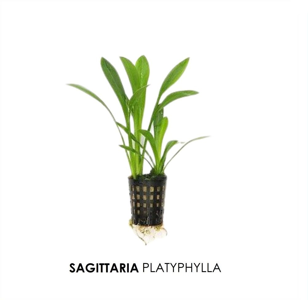 Sagittaria platyphylla SAKSI