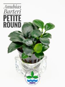 Anubias barteri petite round İTHAL ADET - APC TAYLAND ÖN SİPARİŞ