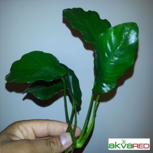 Anubias barteri var. barteri Büyük Boy İTHAL ADET - APC TAYLAND ÖN SİPARİŞ