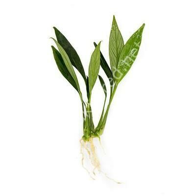 Anubias congensis mini İTHAL ADET - APC TAYLAND ÖN SİPARİŞ