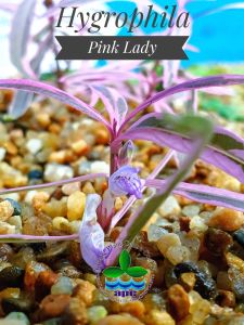 Hygrophila lancea araguaia pink lady İTHAL ADET - APC TAYLAND ÖN SİPARİŞ