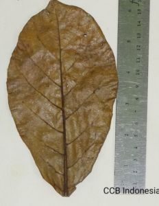Catappa Yaprağı 10'lu Paket Küçük Boy 13-15 cm ÖN SİPARİŞ