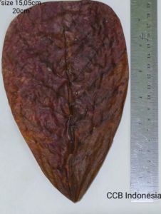 Catappa Yaprağı 10'lu Paket Orta Boy 16-20 cm ÖN SİPARİŞ