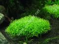 Riccia fluitans /  Riccia Moss 5 gram İTHAL