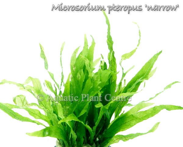 Microsorum pteropus narrow İTHAL SAKSI - APC TAYLAND ÖN SİPARİŞ