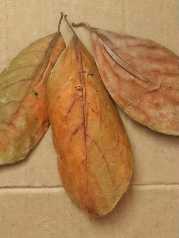 Jack Fruit Ağacı Yaprağı 10'lu Paket 8-15 cm