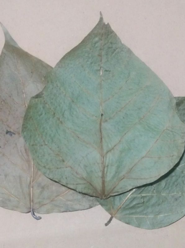 King Dadap / Hint Mercan Ağacı Yaprağı 10'lu Paket 7-13 cm