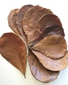 Catappa Yaprağı 10'lu Paket Dev Boy 26-30 cm