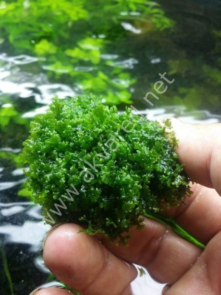 Riccardia chamedryfolia / Mini Pellia Moss 5 gr. - İTHAL