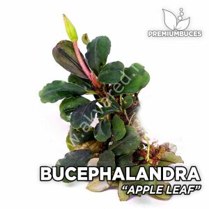 Bucephalandra apple leaf 20x30cm DEV PORSİYON - ÖN SİPARİŞ