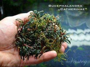 Bucephalandra catherinae 20x30cm kutu ÖN SİPARİŞ