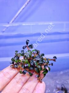 Bucephalandra phantom İTHAL 20X30 CM ÖN SİPARİŞ