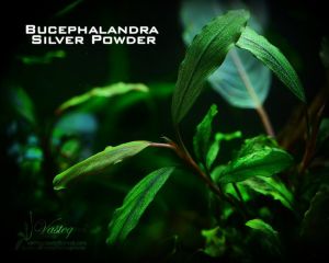 Bucephalandra silver powder 20x30cm - ÖN SİPARİŞ