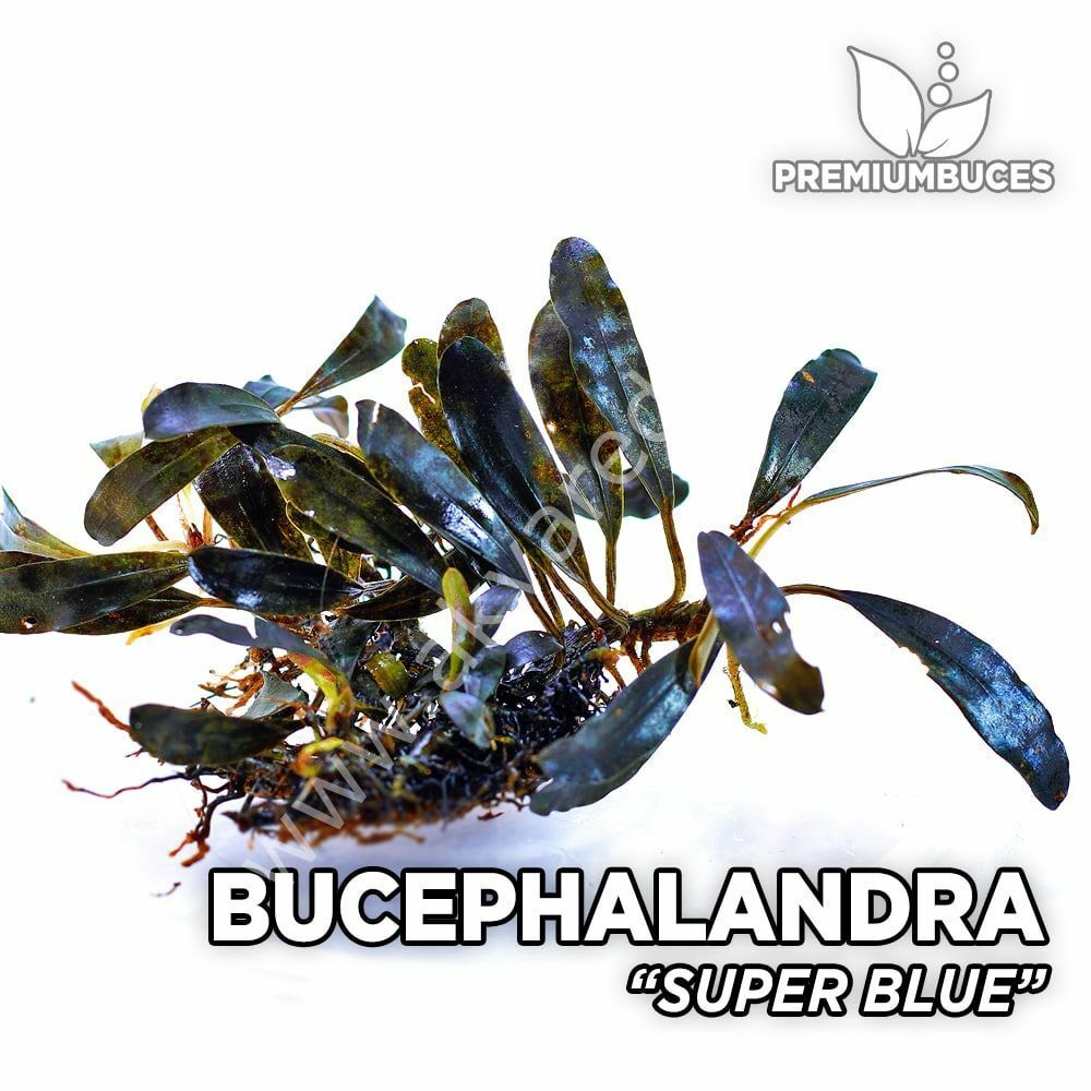 Bucephalandra super blue 20x30cm- ÖN SİPARİŞ