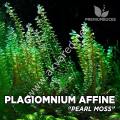 Plagiomnium cf. Affine / Pearl Moss 5 gr. - İTHAL