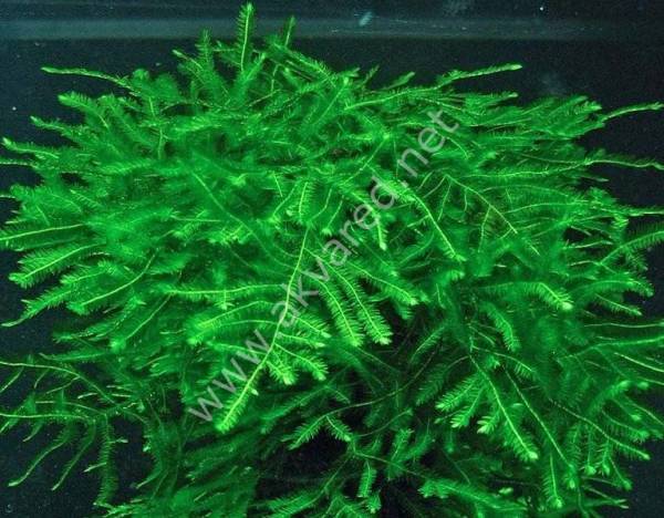 Taxiphyllum sp. Spiky Moss 5 gr - İTHAL