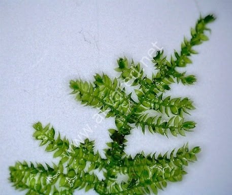 Vesicularia sp. Anchor Moss / Weeping Tropica Moss 5 gr. - İTHAL