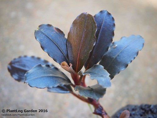Bucephalandra brownie midnight blue ADET - İTHAL - ÖN SİPARİŞ