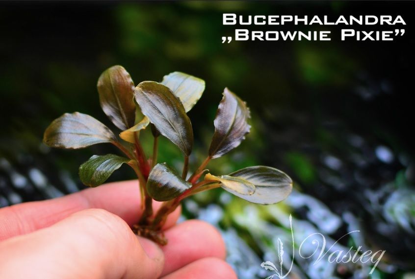 Bucephalandra brownie pixie ADET - İTHAL - ÖN SİPARİŞ