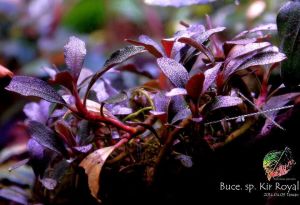 Bucephalandra kir royale İTHAL ADET ÖN SİPARİŞ